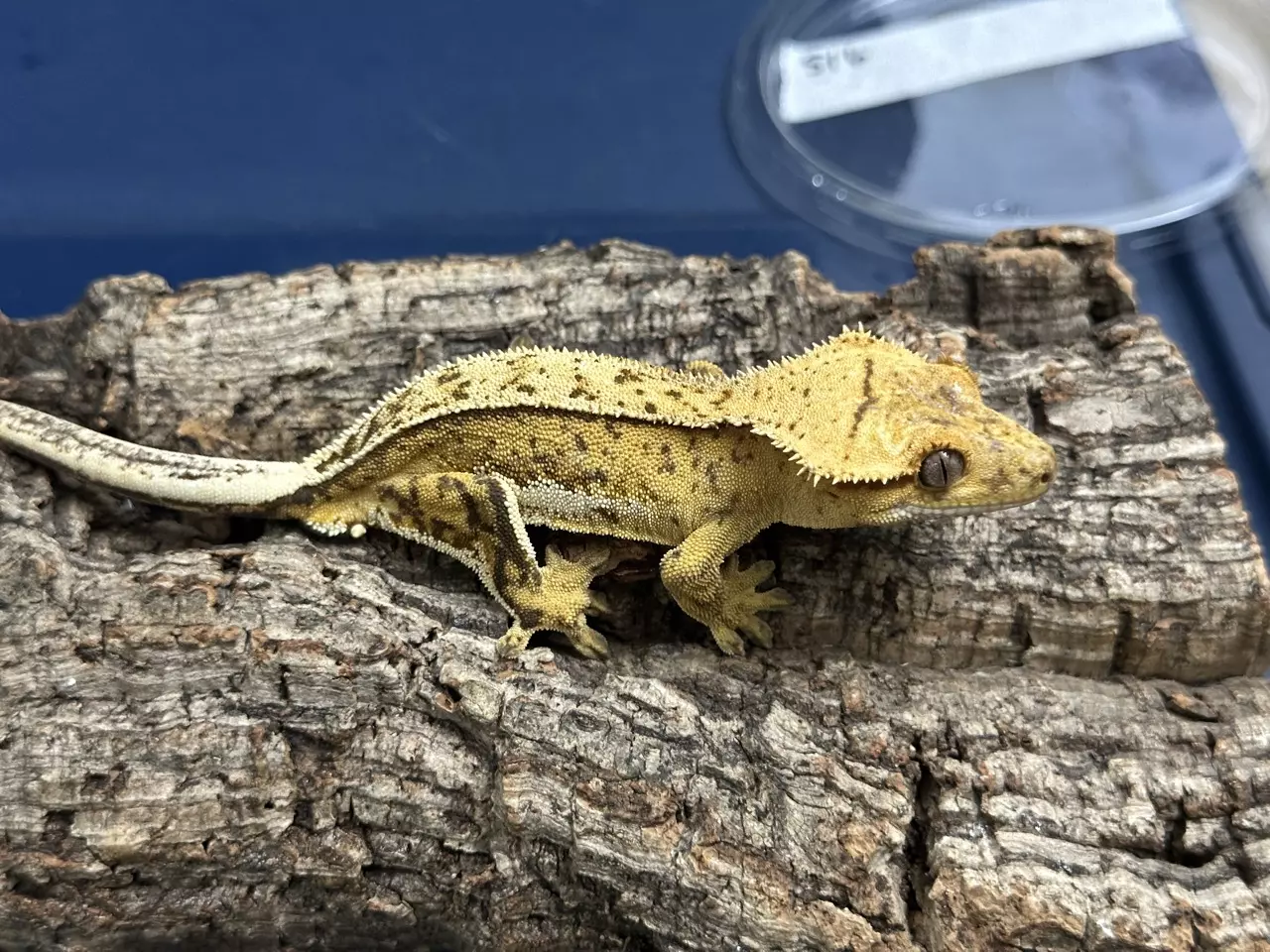 plant/516 22g male Yellow Pin White out-0