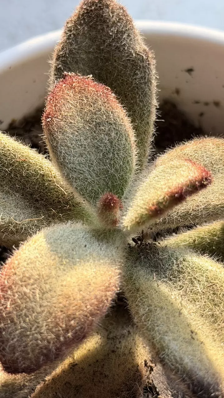 plant/Kalanchoe tomentosa, commonly known as a Panda Plant or Chocolate Soldier-1