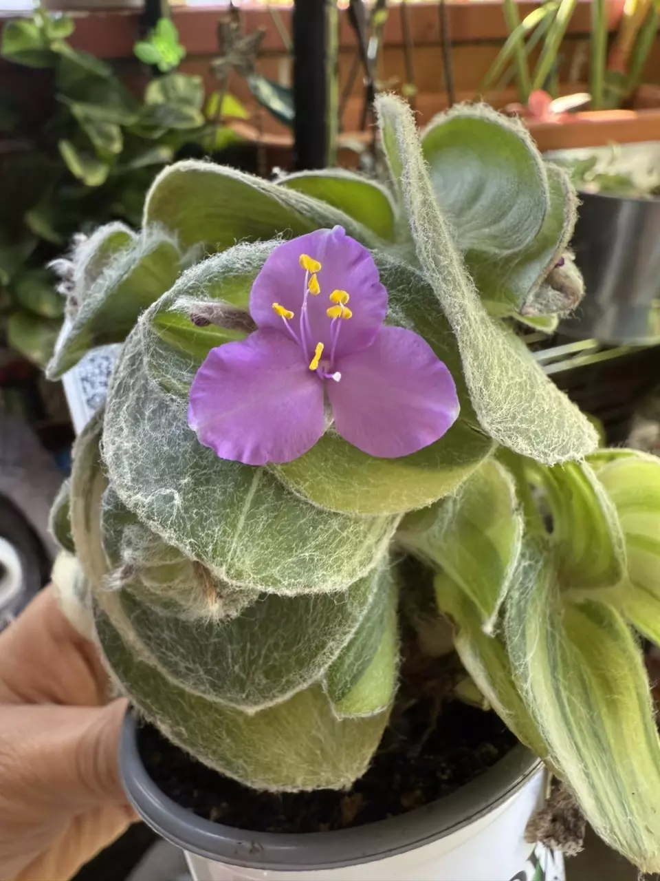 plant/Tradescantia silamontana variegated cutting-0