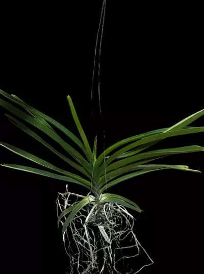 plant/vanda taweesuksa x walrut leopard(Varut Leopard) - orchid plant-4-thumbnail