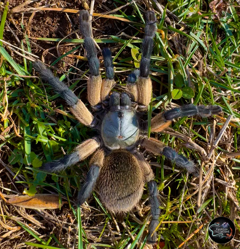 plant/$50 Retail Monocentropus balfouri (Socotra Island Blue Baboon Tarantula) 0.5-0.75"-0