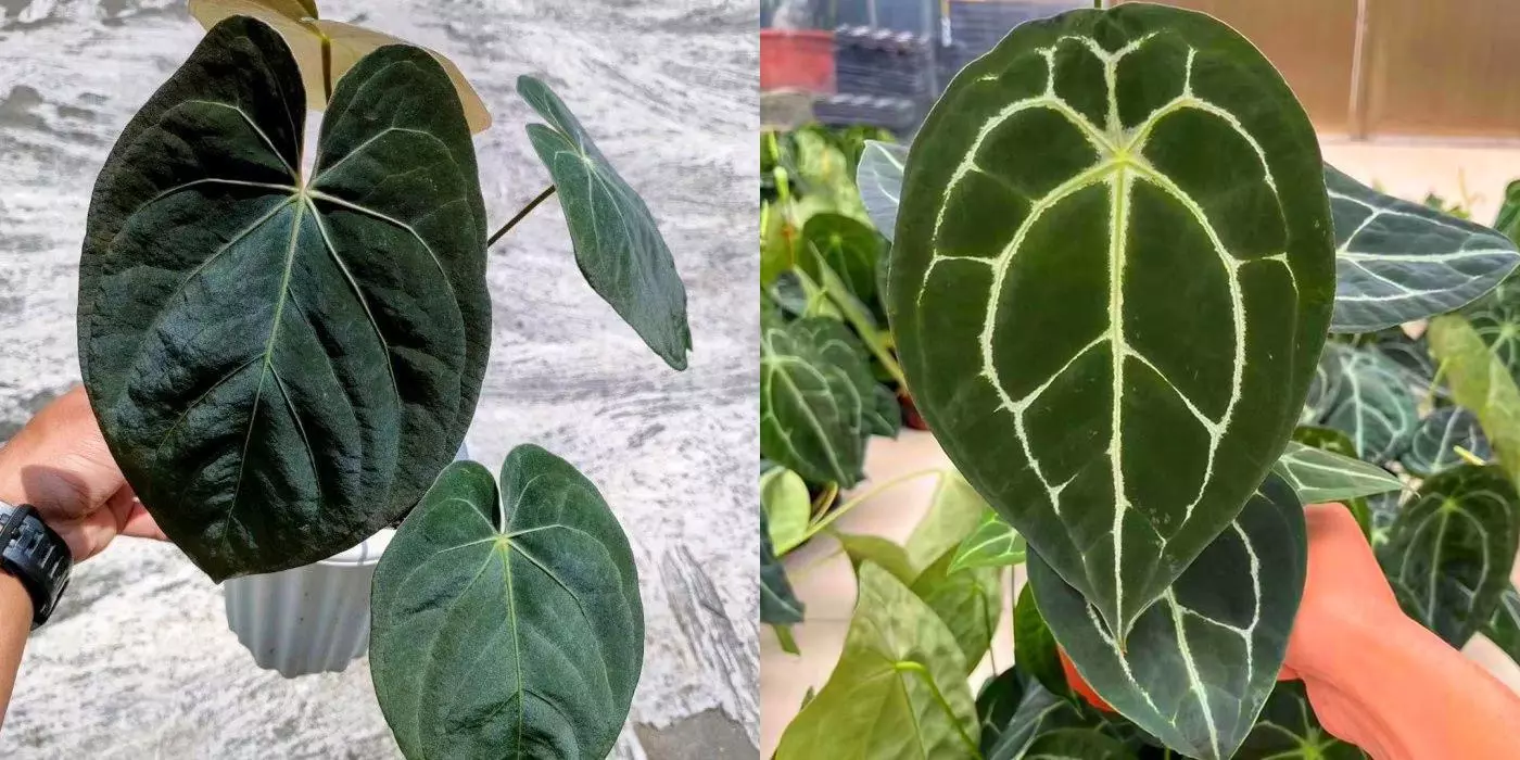 plant/Seed grown anthurium dressleri x forgetii starter plant growers choice-0