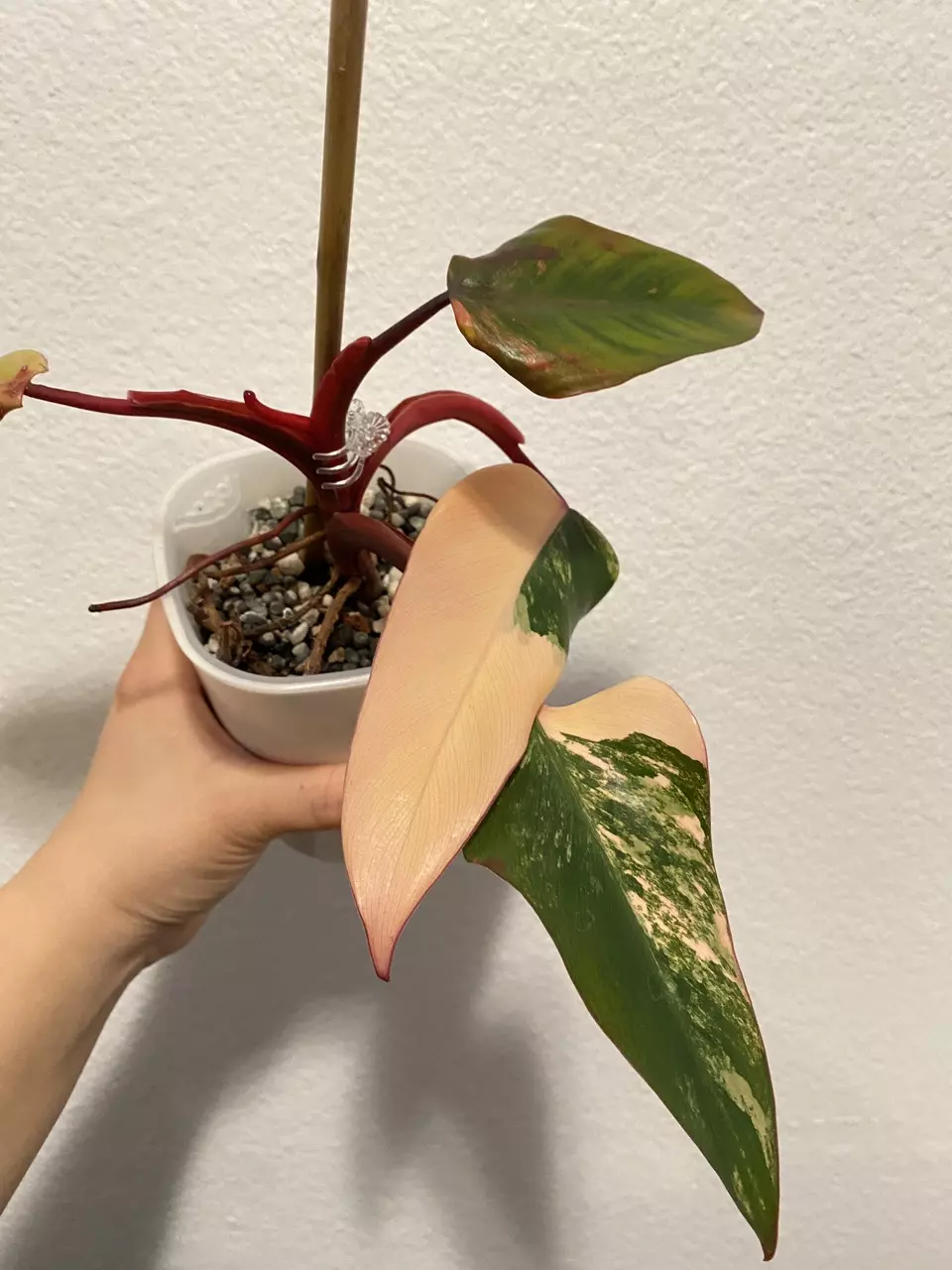 plant/Philodendron Strawberry Shake REHAB-1