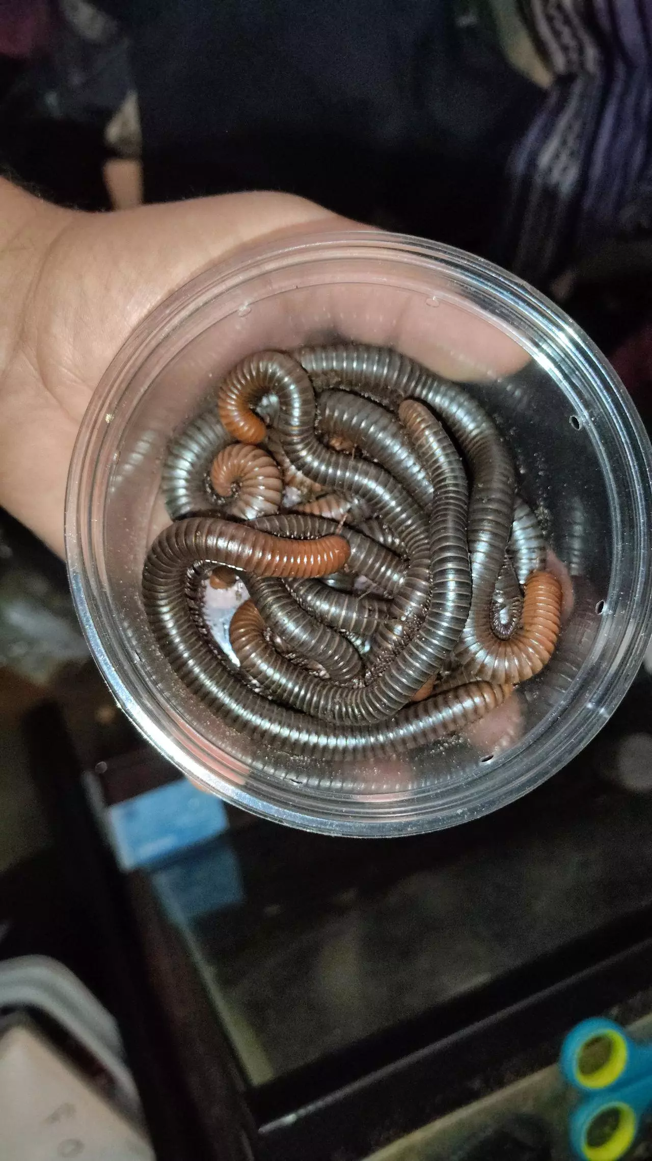 plant/Spirostreptus servatius "firehead millipedes"-2