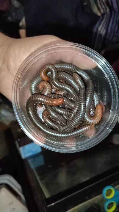 plant/Spirostreptus servatius "firehead millipedes"-2-thumbnail