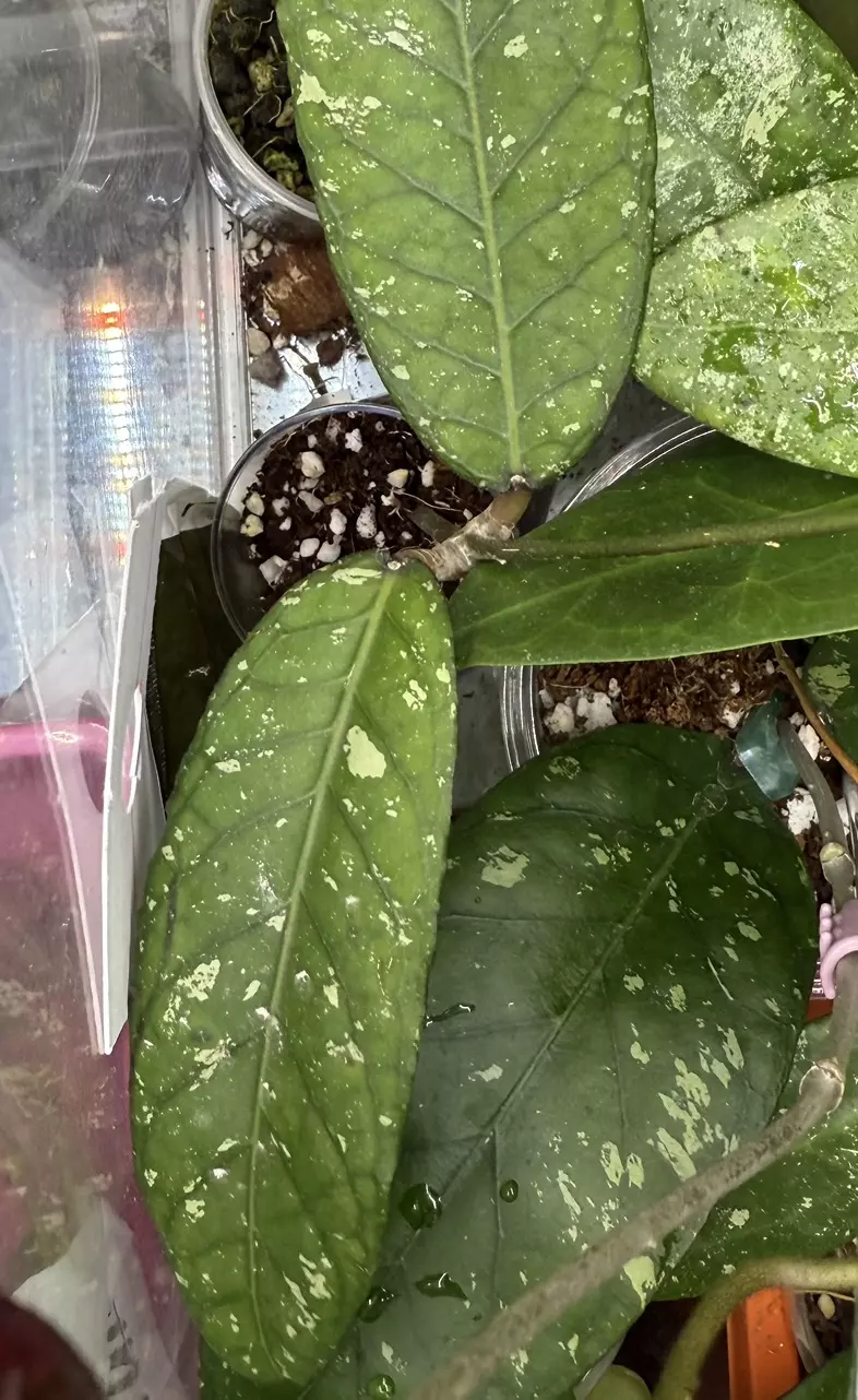 plant/Hoya sp Aceh Blangkejeren-2