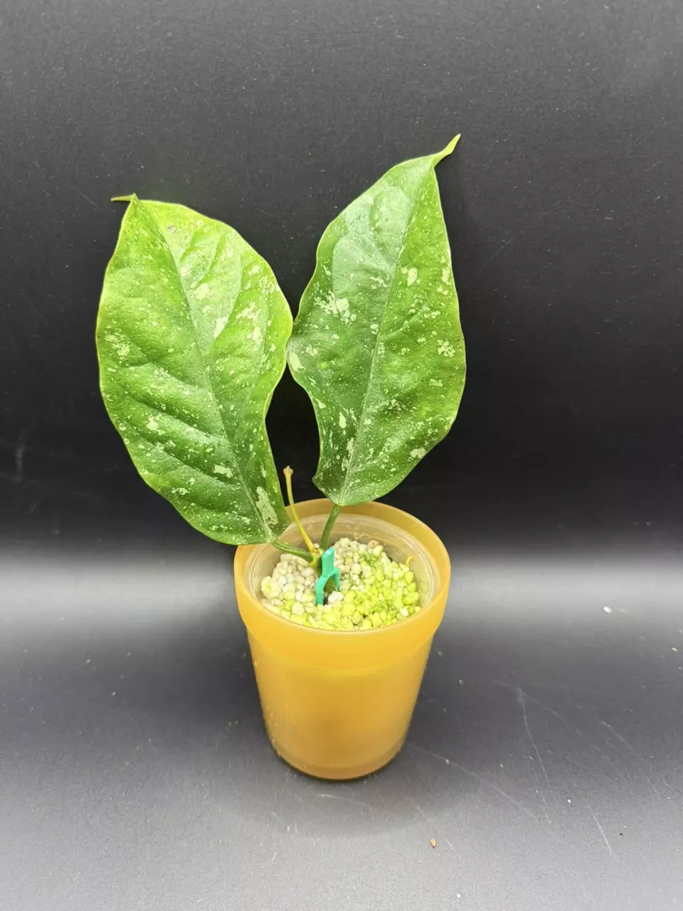 plant/Hoya Praetorii Splash 469-0