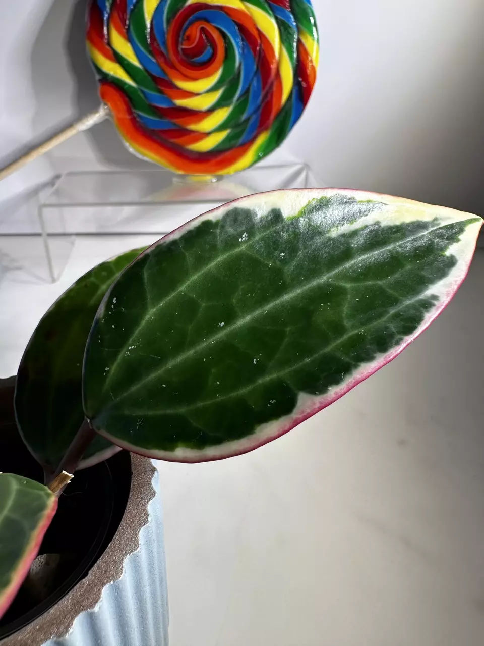plant/Hoya Latifolia Albomarginata-2