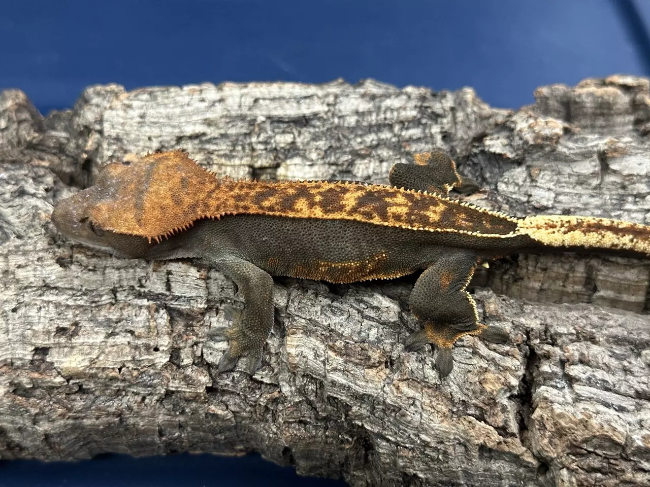 plant/381a 22g Male. Dark Pin stripe EB-0