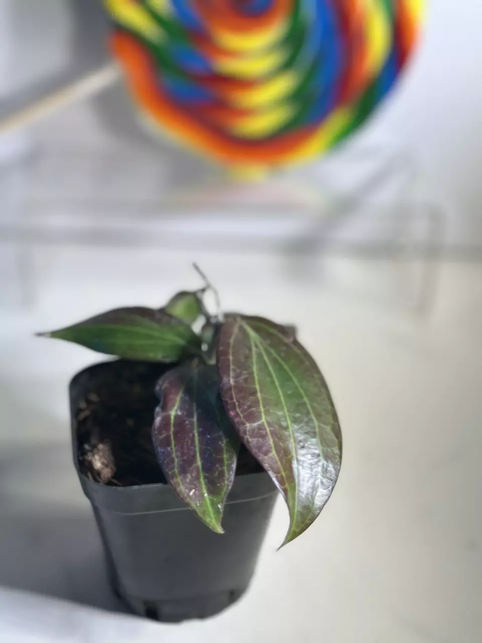 plant/Hoya Merrillii (long leaf)-2