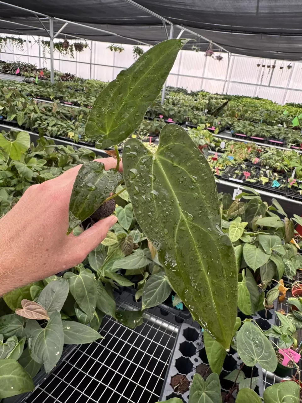 plant/Seed grown anthurium Xone x Naomi starter plant growers choice-1