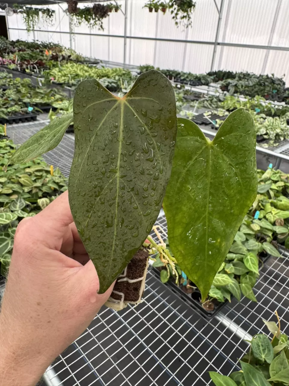 plant/Seed grown anthurium papillilaminum x guna yala starter plant growers choice-1