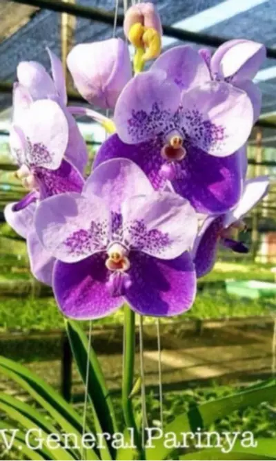 plant/vanda general parinya two tone blue orchid- blooming size-0-thumbnail