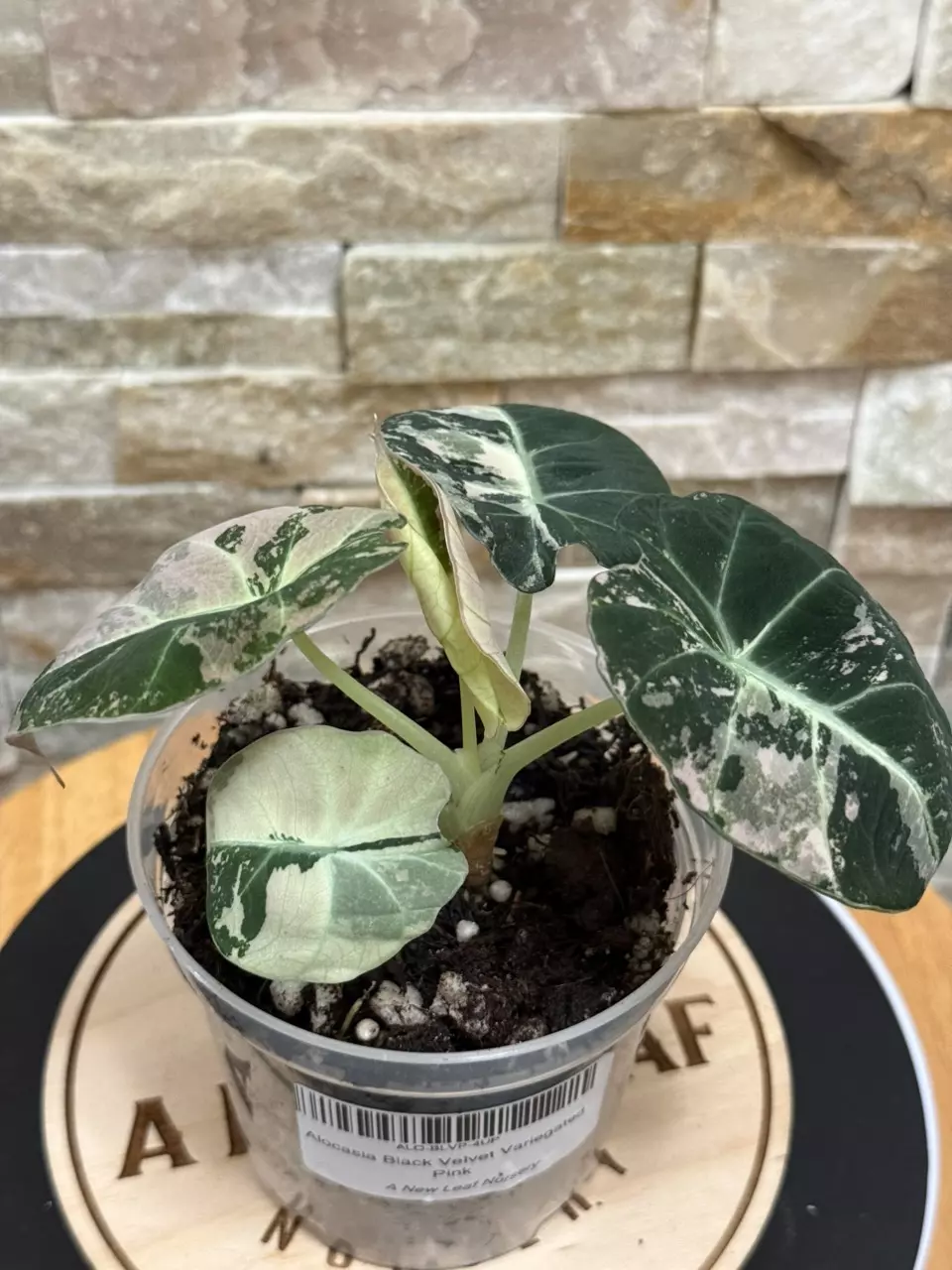 plant/Alocasia Black Velvet Variegated Pink.-2