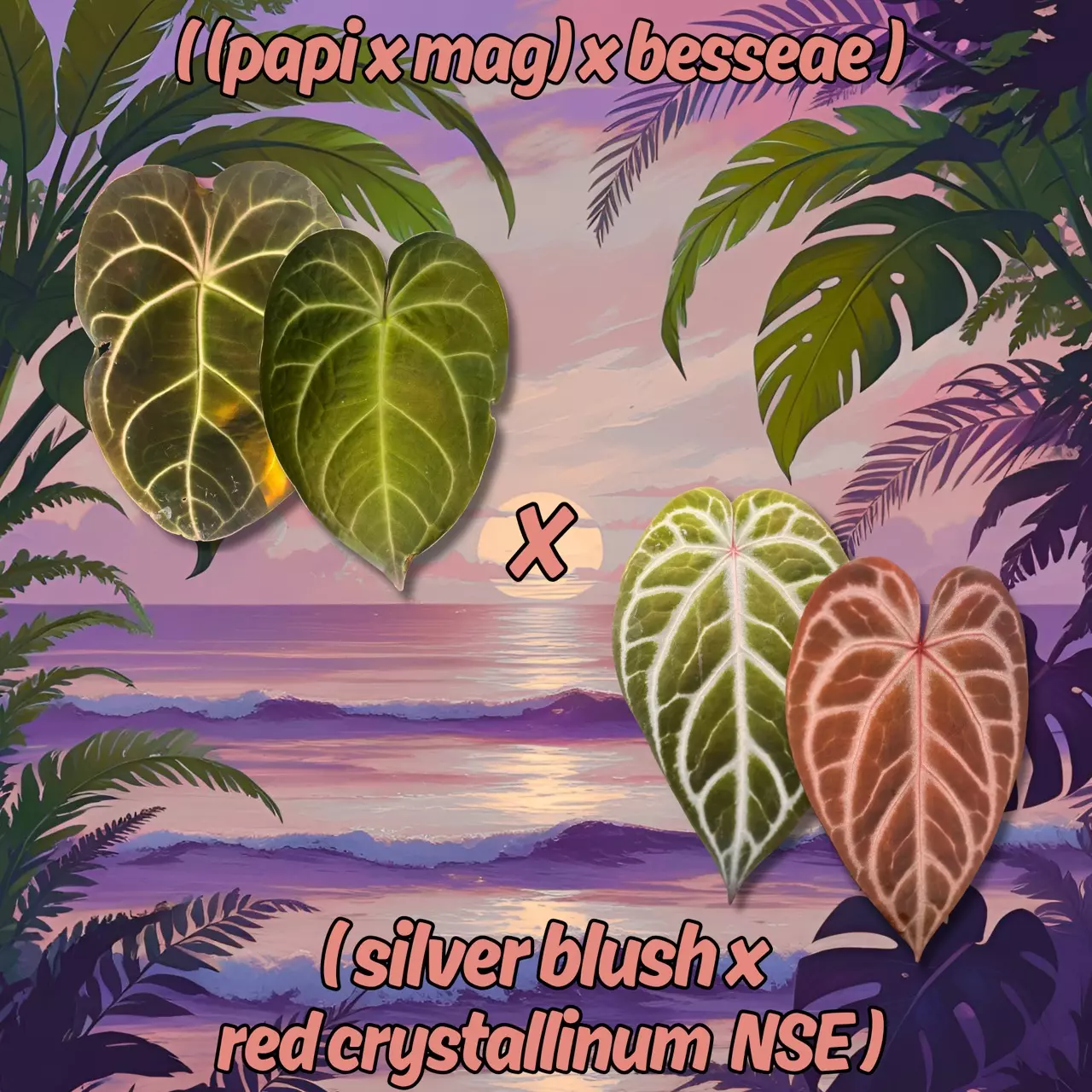 plant/Anthurium ((Papi x Magnificum) x Besseae) x (Silver Blush x Red Crystallinum NSE-0