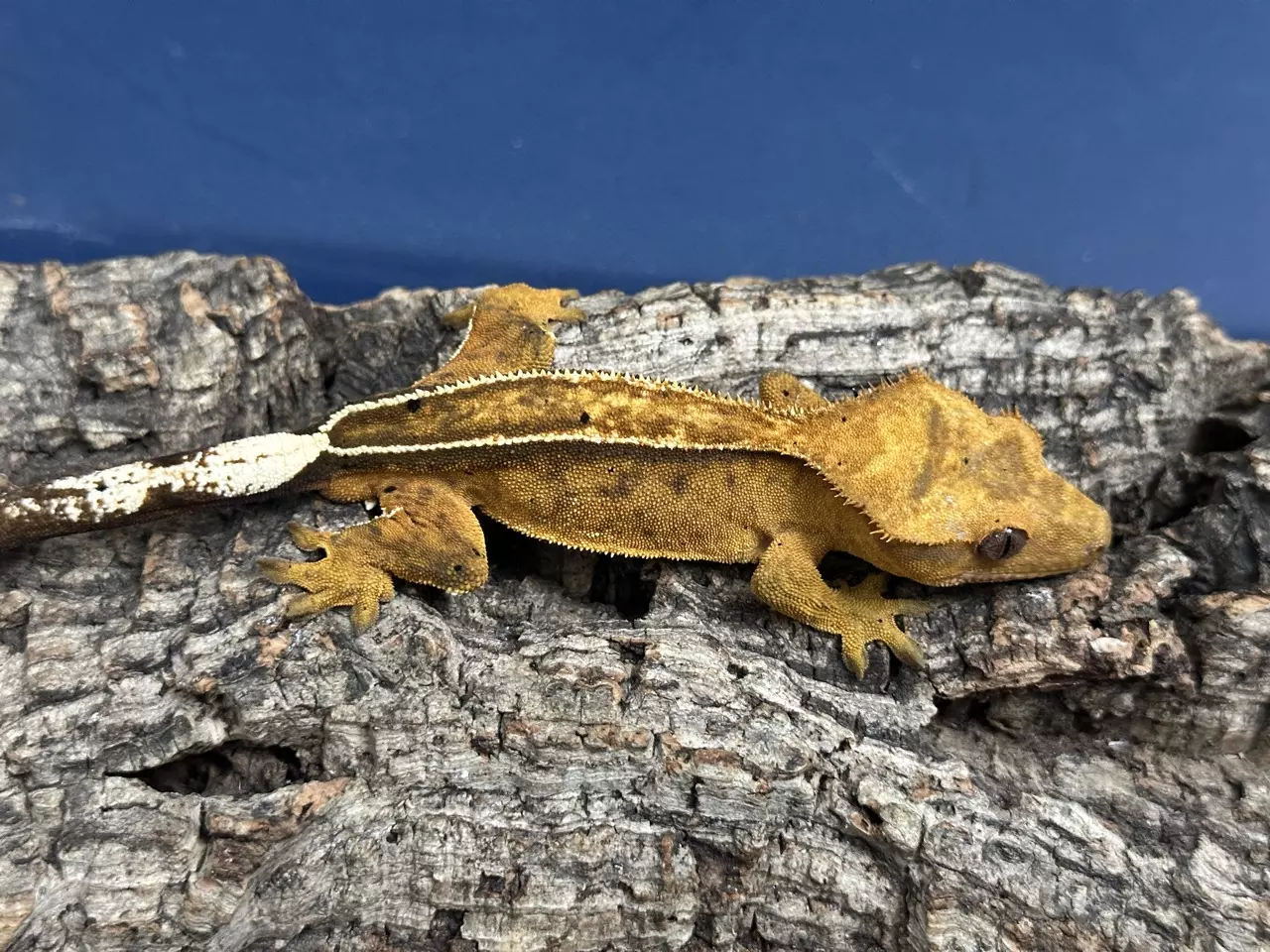 plant/574 21g Male Yellow Super Emptyback-1