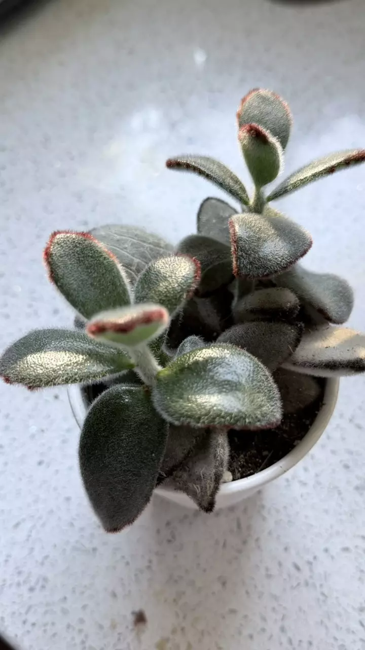 plant/Panda Plant (Kalanchoe tomentosa)-1