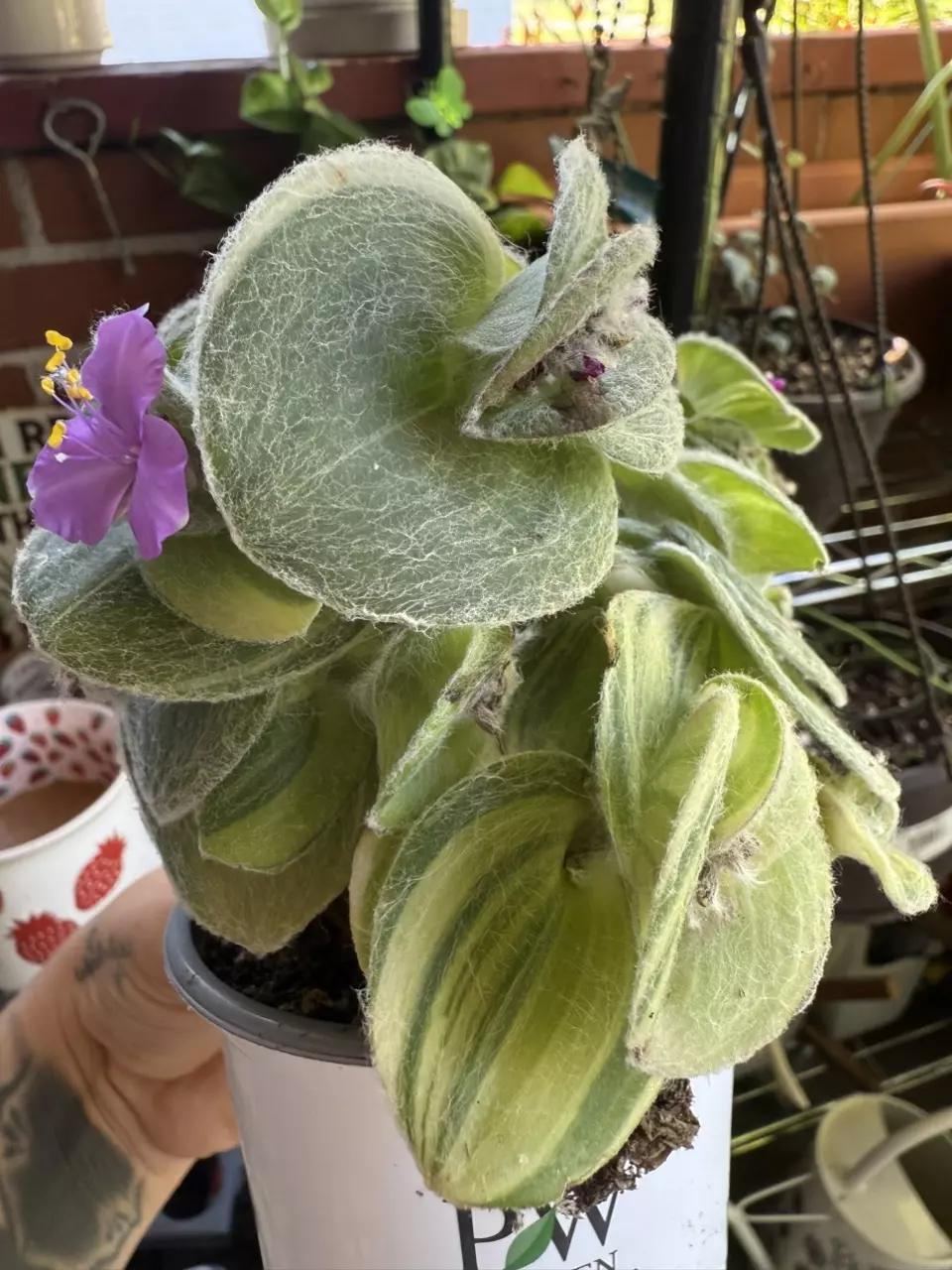 plant/Tradescantia silamontana variegated cutting-1
