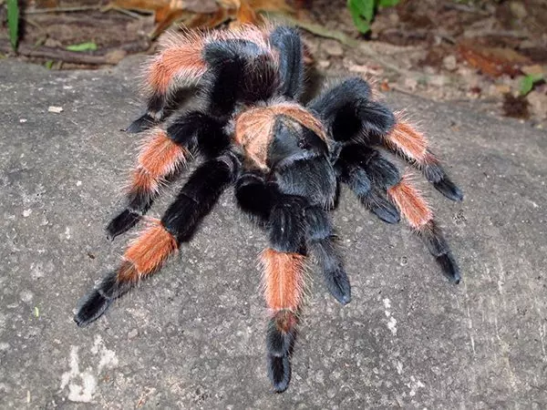 plant/$50 Retail Brachypelma emilia (Mexican Red Leg Tarantula) about 0.5" (WAITING ON MOLTS)-0