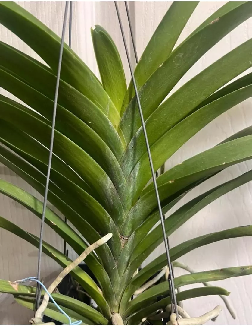 plant/vanda Renu Delight Two Tone orchid plant - blooming size-3