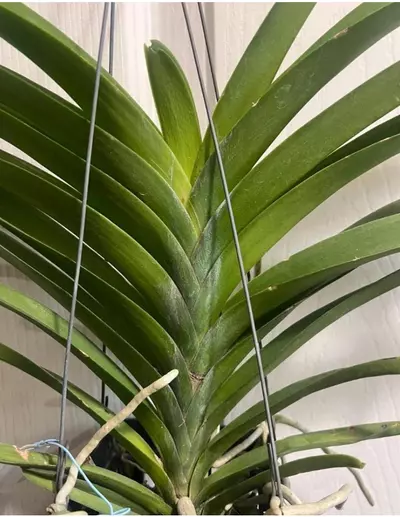 plant/vanda Renu Delight Two Tone orchid plant - blooming size-3-thumbnail