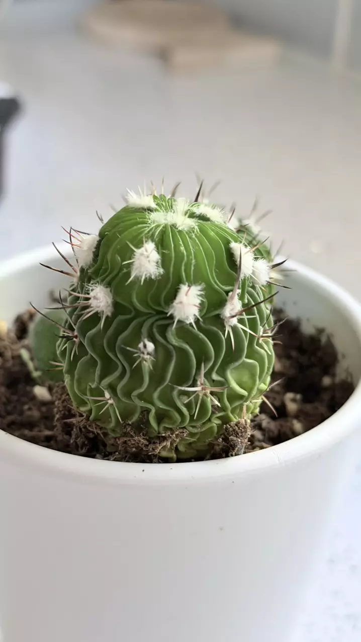 plant/Stenocactus multicostatus, commonly known as the "Brain Cactus"-1