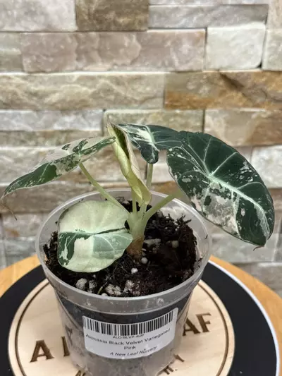 plant/Alocasia Black Velvet Variegated Pink.-1-thumbnail