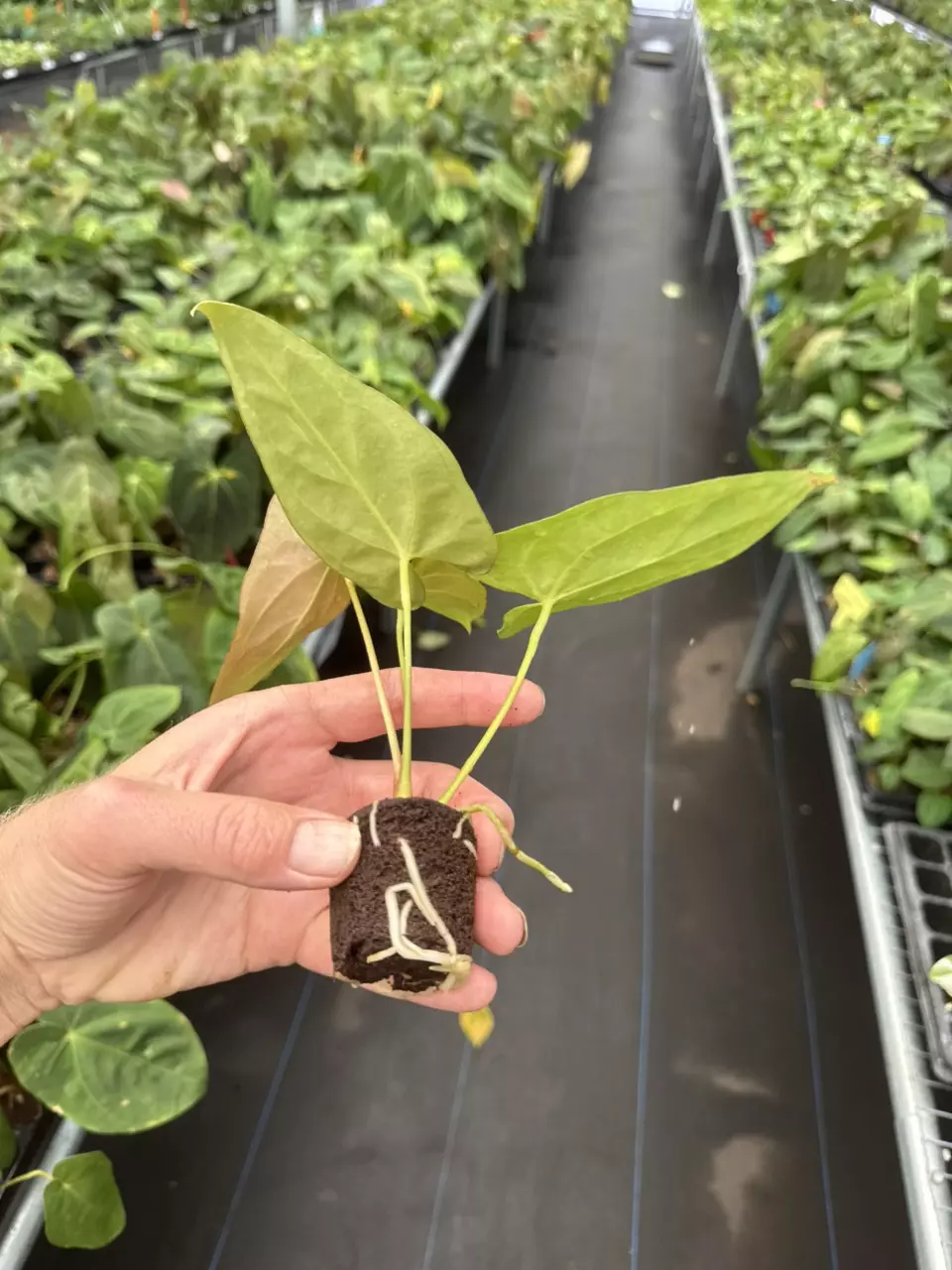 plant/Seed grown anthurium fort Sherman x ace of spades starter plant growers choice-7