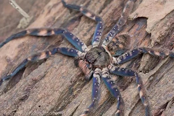 plant/$50 Retail Heteropoda lunula (Purple Huntsman Spider) 0.33"-0