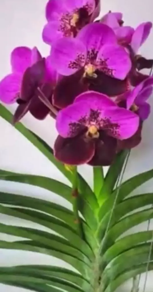 plant/vanda Renu Delight Two Tone orchid plant - blooming size-1