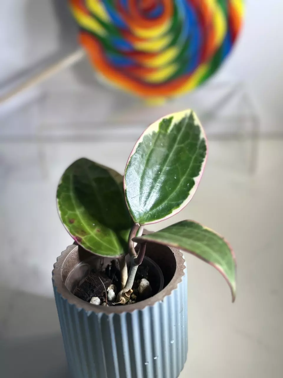 plant/Hoya Latifolia Albomarginata-1