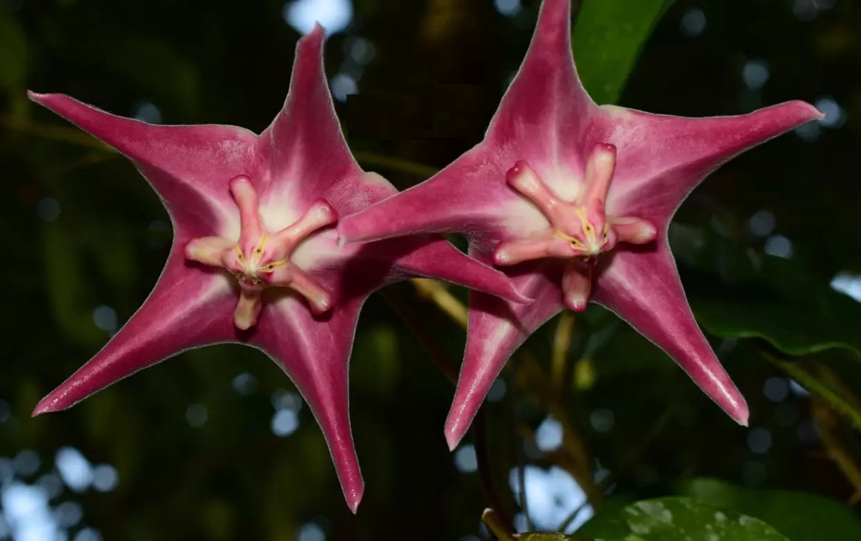 plant/Hoya LIDDLEANA (PNG SV 441)-3