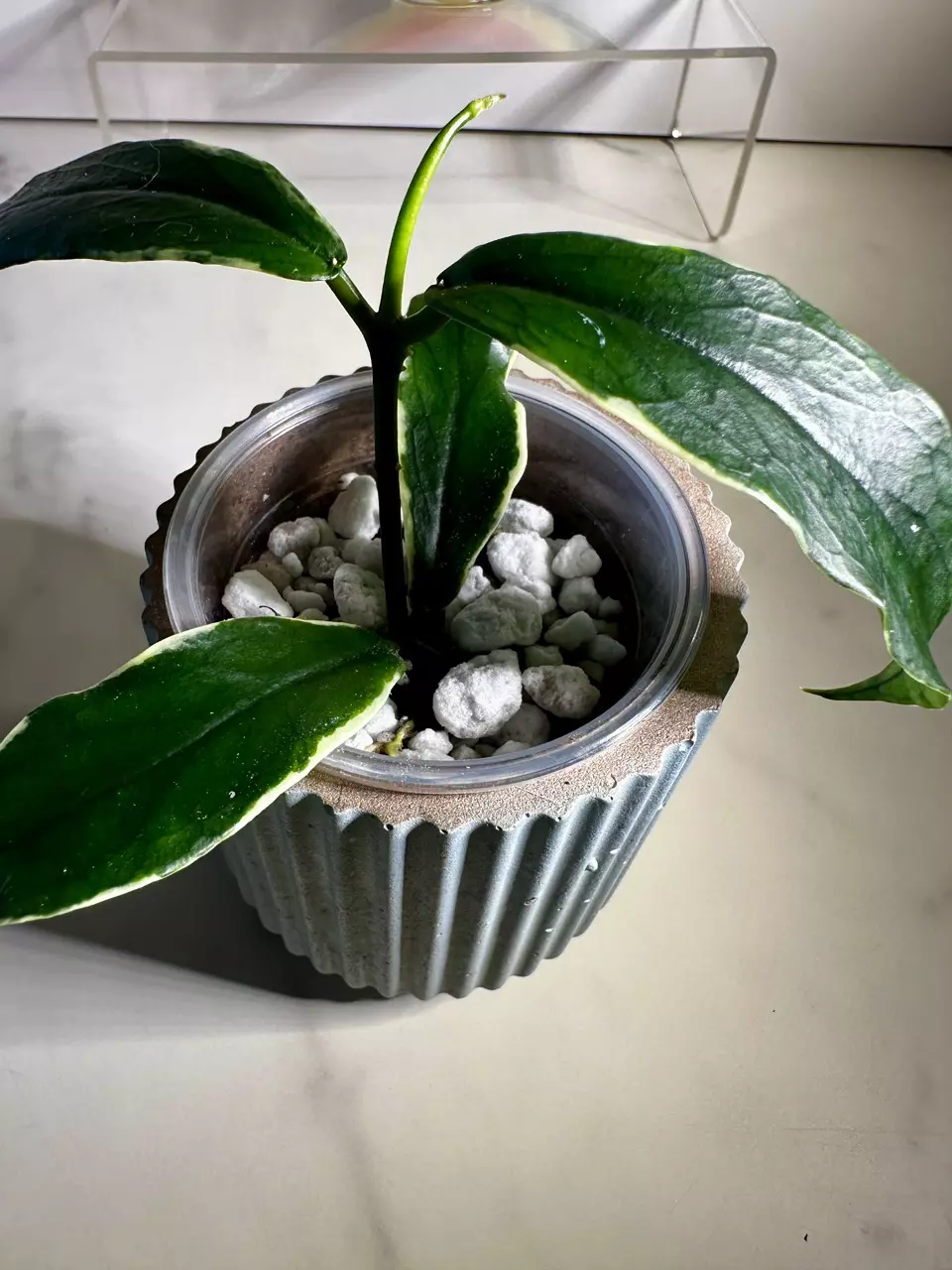 plant/Hoya Lobbii outer variegated-1