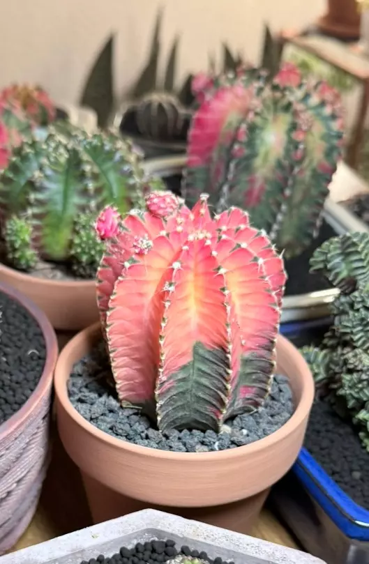 plant/huge tower pink gymno momma-0