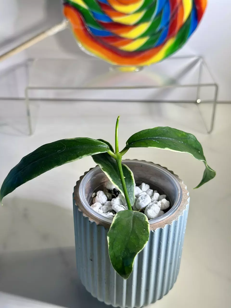 plant/Hoya Lobbii outer variegated-2