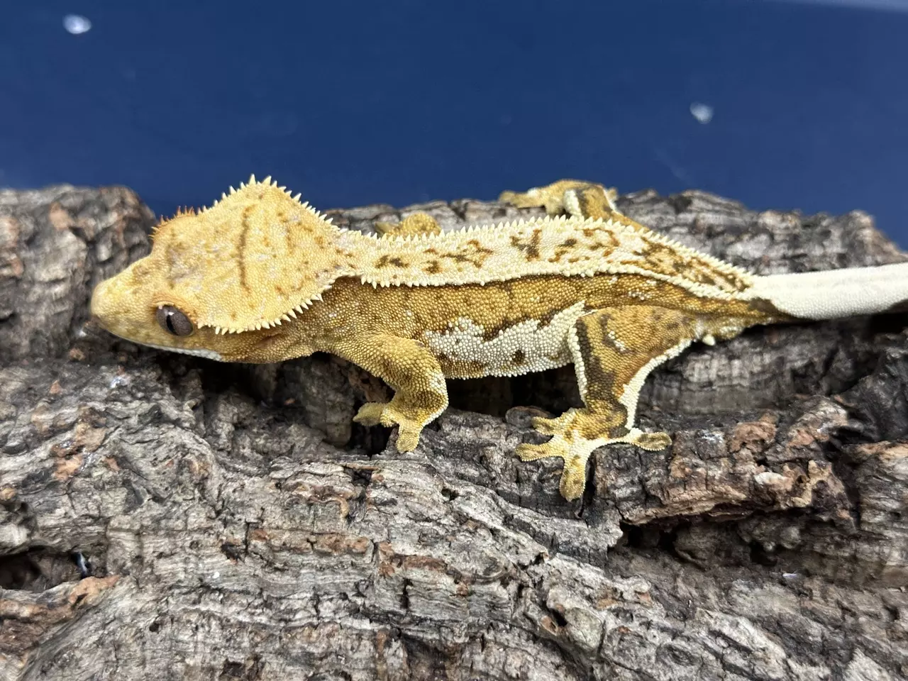 plant/575a 23g Male Yellow Pinstripe white wall-1