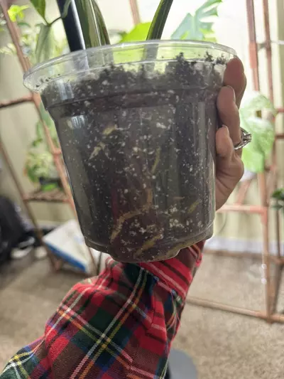 plant/Monstera Thai constellation-4-thumbnail