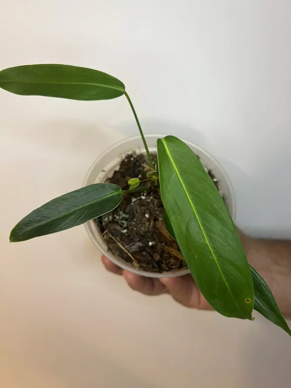 plant/Philodendron Heterocraspedon-0