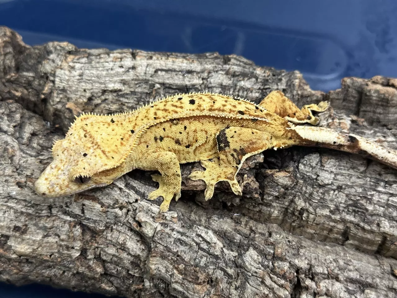 plant/596 23g Female Yellow Phantom Pin Dalmatian-0