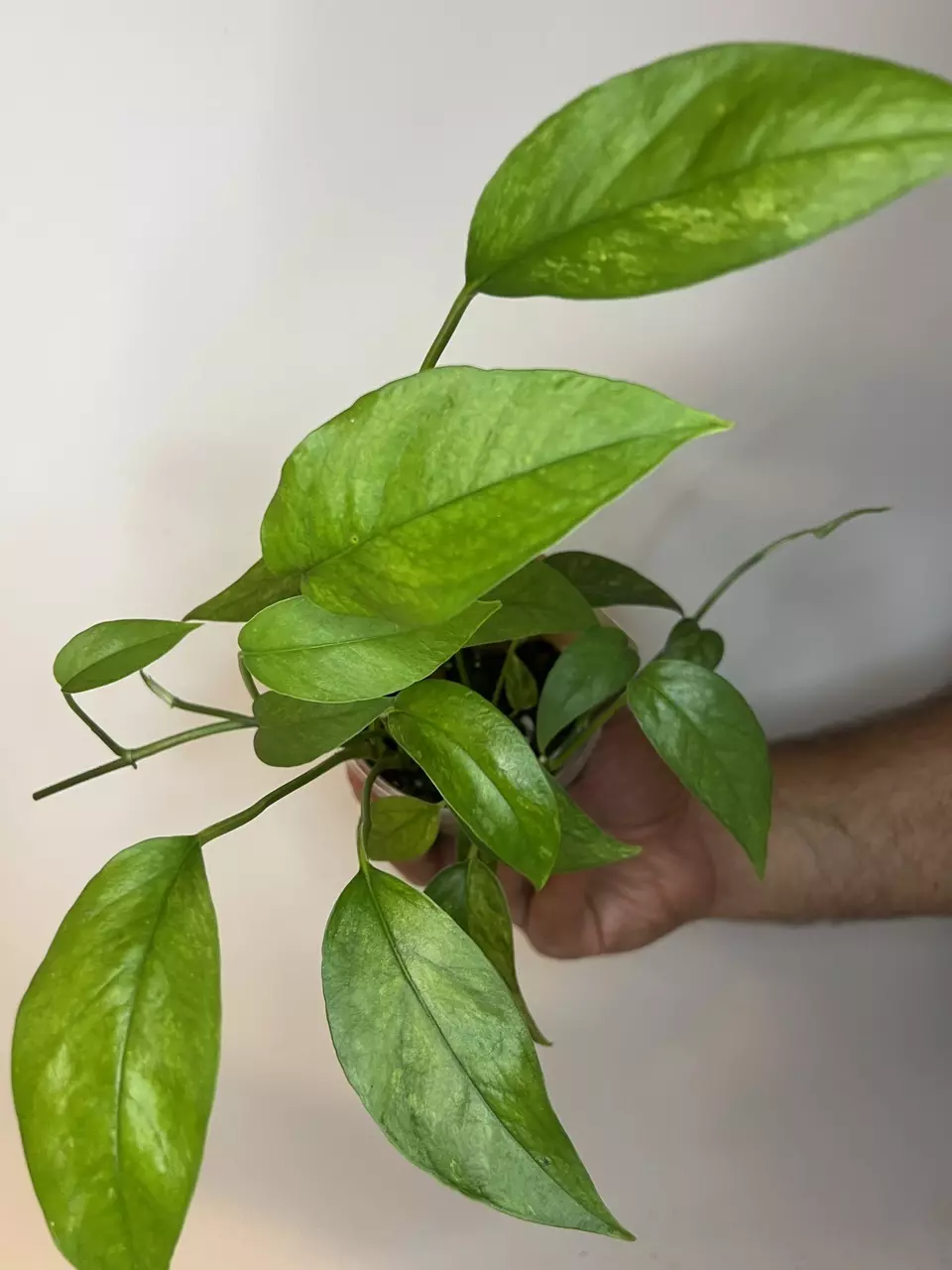 plant/Epipremnum Cebu Blue MINT-0