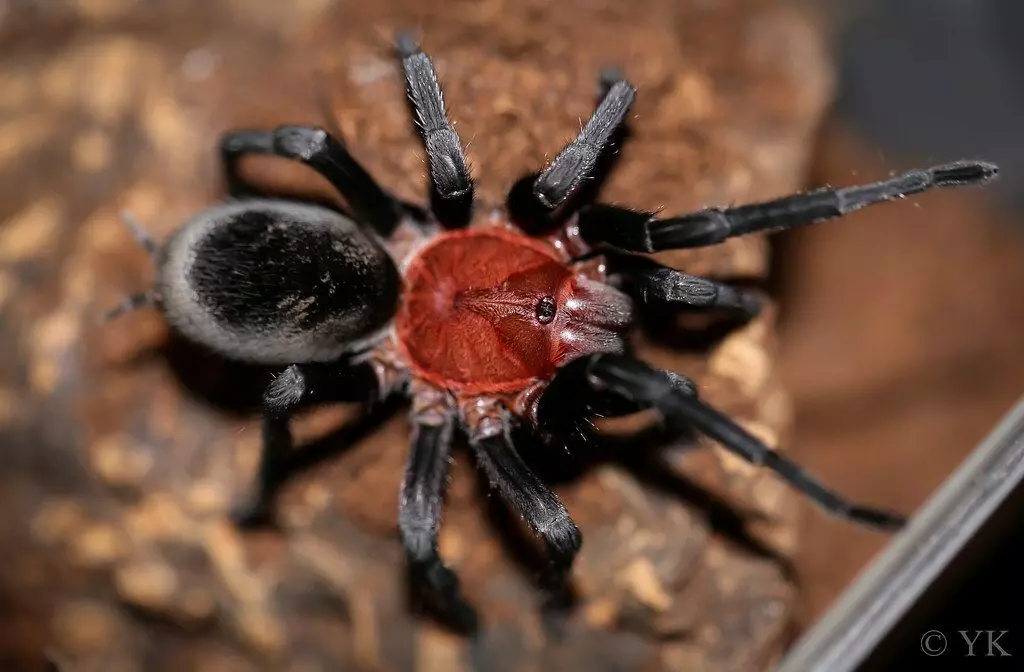 plant/$45 Retail Bumba horrida (Brazilian Red Head Tarantula) 0.5"-0