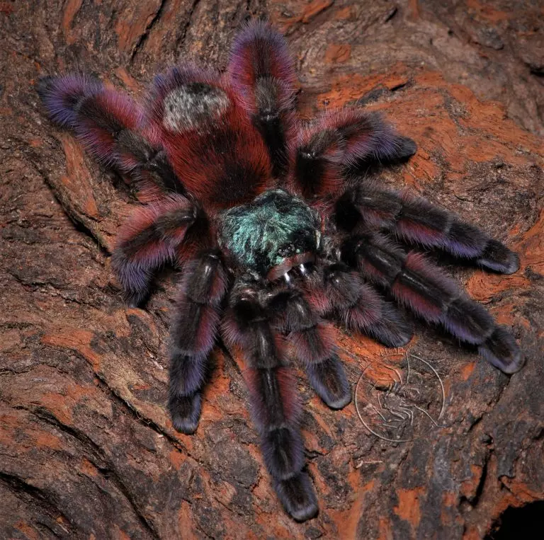 plant/$50 Retail Caribena versicolor (Antilles Pink Toe Tarantula) 0.5"-0.75"-0