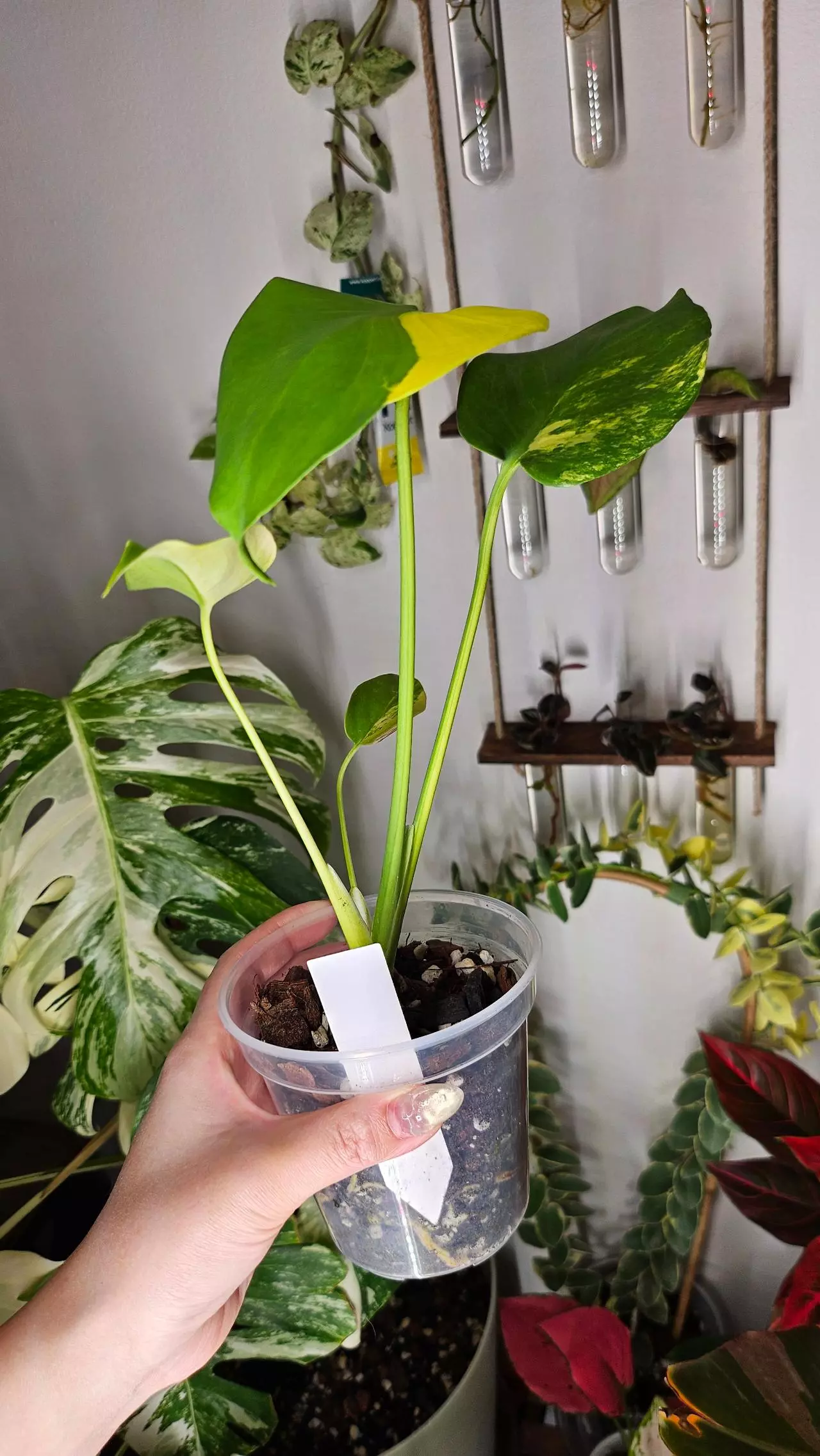 plant/Monstera Yellow Marilyn-1