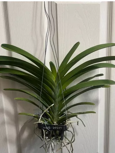 plant/vanda Renu Delight Two Tone orchid plant - blooming size-2-thumbnail