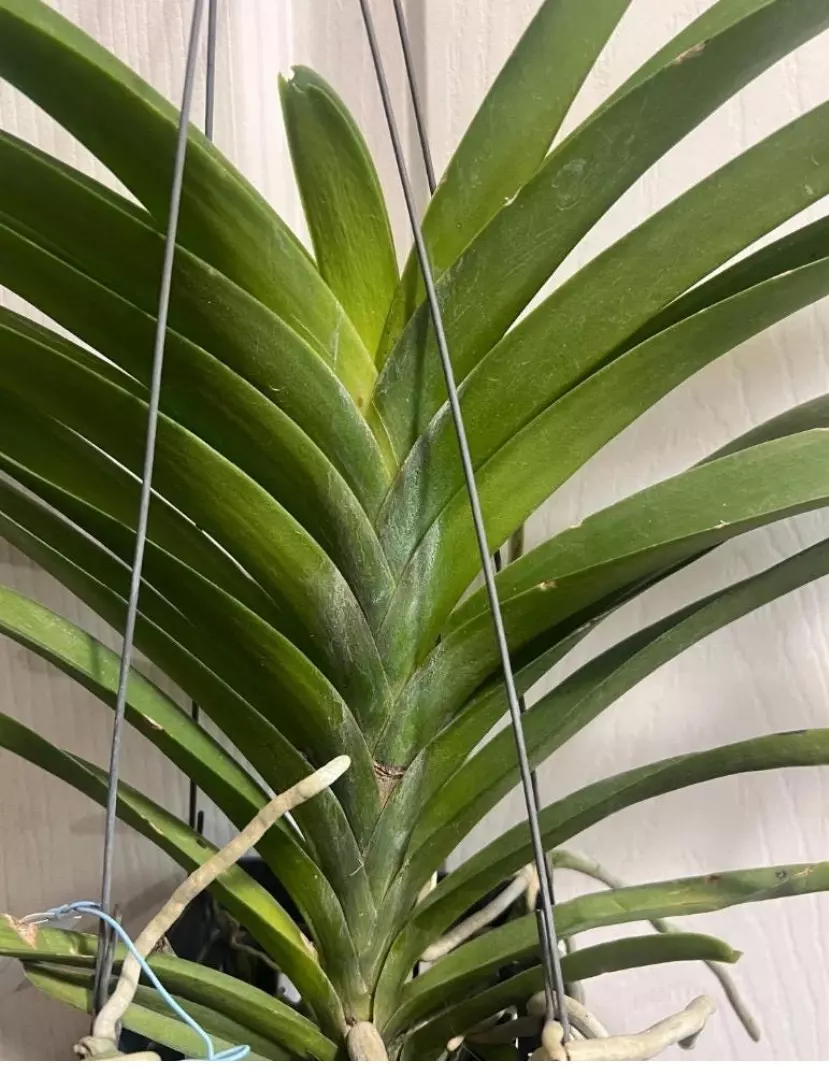 plant/Vanda Parinya Two Tone Pink Orchid-2