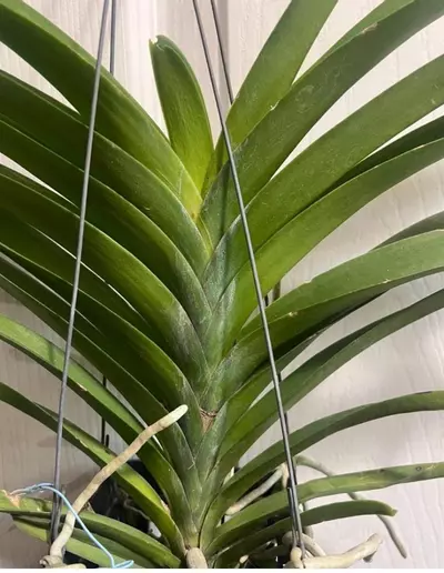 plant/Vanda Parinya Two Tone Pink Orchid-2-thumbnail