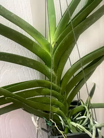 plant/vanda taweesuksa x jimmy miller- orchid blooming size plantp-4-thumbnail