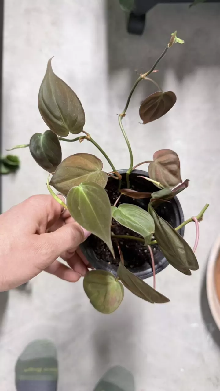 plant/Micans, also known as a velvet-leaf philodendron.-0