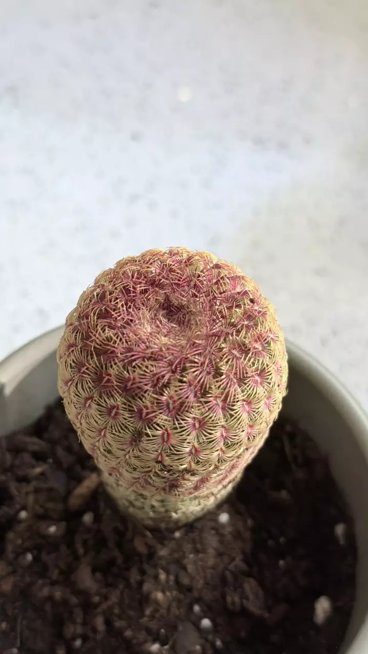 plant/Rainbow Hedgehog Cactus, scientifically known as Echinocereus rigidissimus.-2