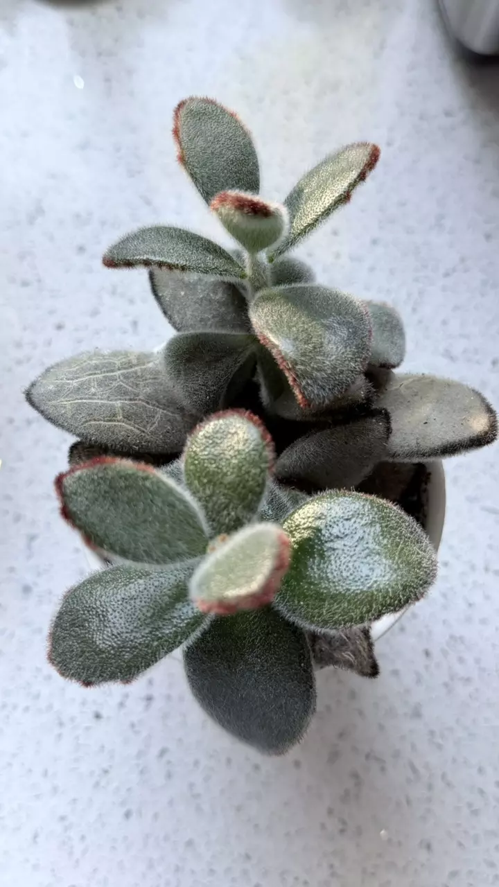 plant/Panda Plant (Kalanchoe tomentosa)-0